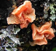 Attēlu rezultāti vaicājumam “Craterocolla cerasi”