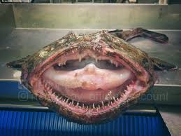 Image result for Lophius americanus