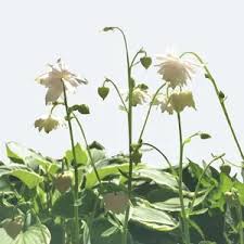 Attēlu rezultāti vaicājumam “Aquilegia vulgaris bud”