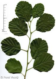 Attēlu rezultāti vaicājumam “Alnus glutinosa leaf”