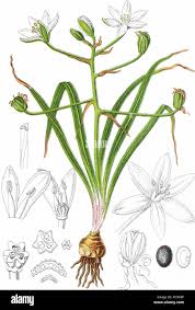 Attēlu rezultāti vaicājumam “Ornithogalum umbellatum”