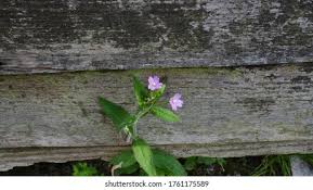 Attēlu rezultāti vaicājumam “Epilobium palustre”