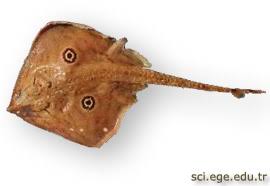 Image result for Raja polystigma