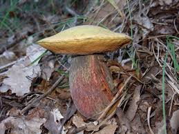 Attēlu rezultāti vaicājumam “Boletus luridus”