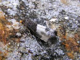 Attēlu rezultāti vaicājumam “Notocelia cynosbatella”