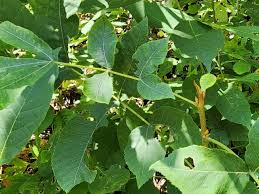 Attēlu rezultāti vaicājumam “Carya cordiformis”