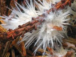 Attēlu rezultāti vaicājumam “Thelephora penicillata”