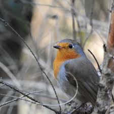Attēlu rezultāti vaicājumam “Erithacus rubecula nest”