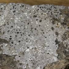 Attēlu rezultāti vaicājumam “Trapelia coarctata”