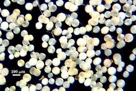 Attēlu rezultāti vaicājumam “Enteridium variabile spores”