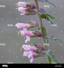 Attēlu rezultāti vaicājumam “Odontites vulgaris flower”