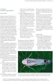 Attēlu rezultāti vaicājumam “Lamprotettix nitidulus”