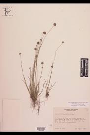 Attēlu rezultāti vaicājumam “Juncaceae”