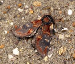 Attēlu rezultāti vaicājumam “Notodonta dromedarius”