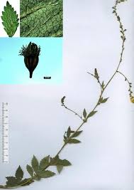 Attēlu rezultāti vaicājumam “Agrimonia pilosa”