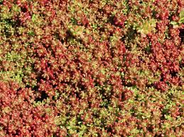 Image result for Sedum album `Coral Carpet`
