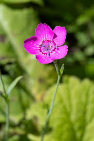 Attēlu rezultāti vaicājumam “Dianthus deltoides bud”