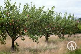Attēlu rezultāti vaicājumam “Malus domestica”
