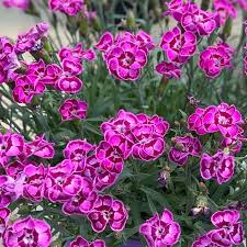 Image result for Dianthus