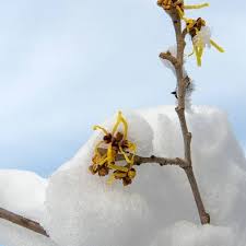 Attēlu rezultāti vaicājumam “Hamamelis mollis flower”