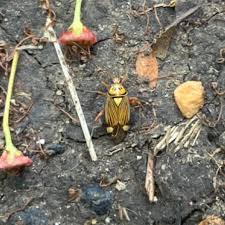 Attēlu rezultāti vaicājumam “Rhabdomiris striatellus”