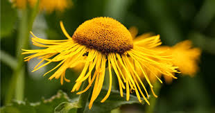 Image result for Telekia speciosa