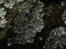 Attēlu rezultāti vaicājumam “Punctelia subrudecta”