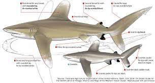 Image result for Carcharhinus longimanus