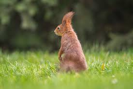 Attēlu rezultāti vaicājumam “Sciurus vulgaris”