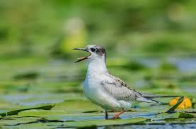 Attēlu rezultāti vaicājumam “Chlidonias hybrida adult”