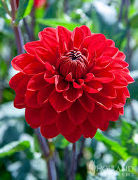 Image result for Dahlia `Red Skin`