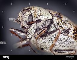 Attēlu rezultāti vaicājumam “Anthrenus verbasci”