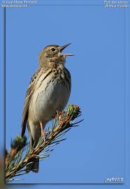 Attēlu rezultāti vaicājumam “Anthus trivialis adult”