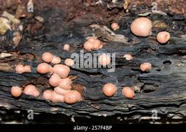 Attēlu rezultāti vaicājumam “Lycogala epidendrum aggr. macro”