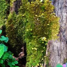 Attēlu rezultāti vaicājumam “Tortula truncata sporophyte”