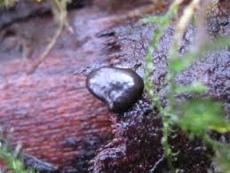 Attēlu rezultāti vaicājumam “Dianema nivale macro”