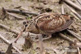 Attēlu rezultāti vaicājumam “Scolopax rusticola”
