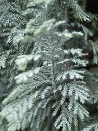 Attēlu rezultāti vaicājumam “Chamaecyparis lawsoniana”