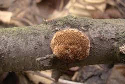 Attēlu rezultāti vaicājumam “Dichomitus campestris”