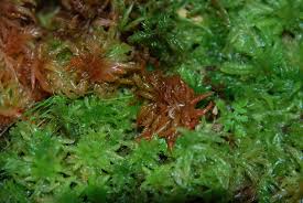 Attēlu rezultāti vaicājumam “Sphagnum platyphyllum”