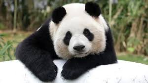 Image result for pandas