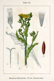 Attēlu rezultāti vaicājumam “Picris hieracioides”