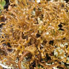 Attēlu rezultāti vaicājumam “Cetraria islandica”