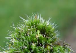 Attēlu rezultāti vaicājumam “Grimmia pulvinata sporophyte”
