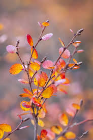 Attēlu rezultāti vaicājumam “Betula nana leaf”