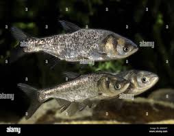 Image result for Hypophthalmichthys molitrix