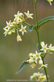 Attēlu rezultāti vaicājumam “Vincetoxicum hirundinaria flower”