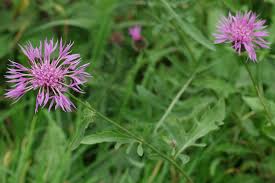 Attēlu rezultāti vaicājumam “Centaurea scabiosa leaf”