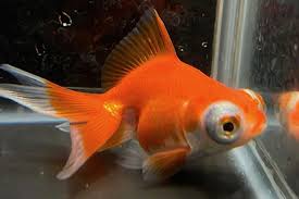 Image result for 出目金