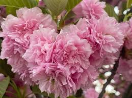 Attēlu rezultāti vaicājumam “Prunus cerasifera var. divaricata flower”